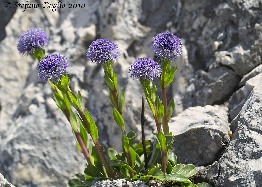 Globularia bisnagarica sui Lucretili